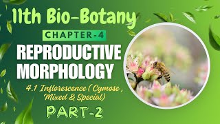 11th BioBotany  chapter4 Reproductive morphology  41 Inflorescence Part2 Philomathbiology [upl. by Alyahsat]