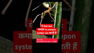 Red ant defence system ecology CSIR NET 2024🤔 [upl. by Mellen813]