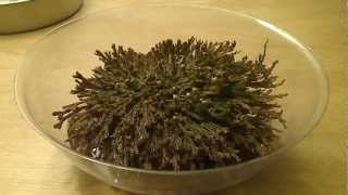 Selaginella lepidophylla quotDinosaur Plantquot TimeLapse 104 [upl. by Maryrose]