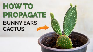 How to propagate Bunny Ears Cactus  Opuntia Microdasys [upl. by Jessey]