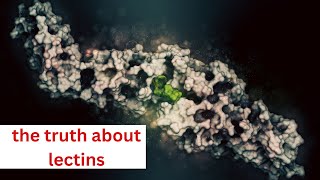 What are lectins and why are they bad for you [upl. by Mickie76]