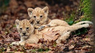 Leeuwenwelpen verkennen voor het eerst hun buitenverblijf 🦁 [upl. by Zaccaria]