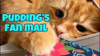 My Orange Cat Checks His Fan Mail ✉️ [upl. by Einnim385]