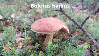 Funghi Boletus badius Imleria badia o Boleto baio un fungo simile al Porcino e altri [upl. by Eugeniusz969]