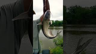 Anacostia River fishing fishing [upl. by Nedearb864]