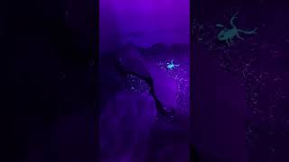 Scorpions Amazing Glow Under UV Light  Must See [upl. by Lozar]