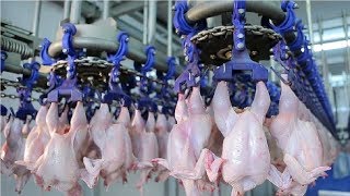 Modern Ultra Chicken Meat Processing Factory Amazing Food Processing Machines [upl. by Kolnick]