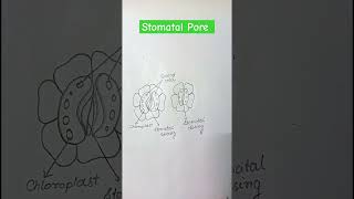 Stomatal Pore Open and Closed Diagram shorts diagram biology [upl. by Daniala]