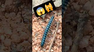 मिलीपीड कीड़ा भागा 🙀😨millipedes millipedemarch millipedevscentipede millipedetoy millipedesong [upl. by Anibur]