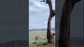 quotAmazing Monkey Escape Watch as Primate Outwits Lion in the Wildquot [upl. by Chelsy946]