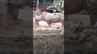 Rinoceronte no Jardim Zoológico de Lisboa em Portugal Lindo e muito bem cuidado mundoanimal zoo [upl. by Valentia]