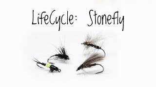 1 Life Cycle Stonefly  Fly Tying Tutorial [upl. by Annasor436]