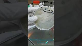 Isolation of bacteria  pseudomonas Aeruginosa biotechnology IqraAfzalytshorts [upl. by Arodoeht590]