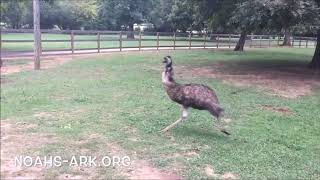 Emus running amok in slow motion  Noahs Ark Animal Sanctuary [upl. by Groot]