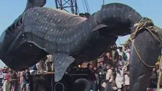 Amazing giant whale shark hauled from the sea [upl. by Bakerman323]