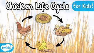 The Life Cycle of a Chicken  Chicken Life Cycle  Science for Kids [upl. by Yeslehc]