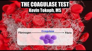 Coagulase Test  Theory amp Results in Tubes and on Slides [upl. by Cynera]