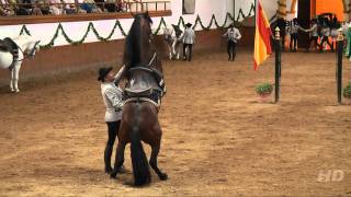 Saltos de caballos  Doma Clásica  Fundación Real Escuela Andaluza de Arte Ecuestre [upl. by Acinnad]