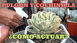 PLAGA EN NUESTRAS SUCULENTAS cochinilla pulgon insecticidas [upl. by Katine1]