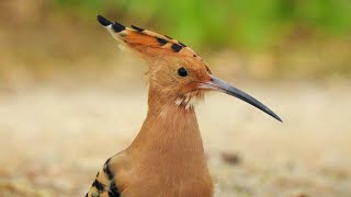 The Hoopoe A Unique Bird with Exceptional Characteristics [upl. by Ekeiram]