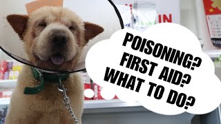 quotWHAT FOODS AND SUBSTANCES ARE TOXIC TO YOUR DOGSquot In cases of poisoning What are you supposed to [upl. by Kolodgie]