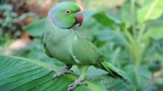 Malayalam talking Parrot its more than 30 year old [upl. by Tarrsus696]