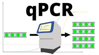 qPCR realtime PCR protocol explained [upl. by Den686]