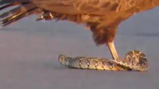 Aigle vs serpent [upl. by Imis92]