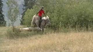 Icelandic horse  Hrimfaxi  jumping bridleless [upl. by Joed]