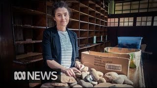 Ancient Aboriginal artefacts uncovered in Australian Antiques Roadshow [upl. by Epolulot]