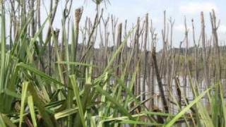 Tasik Bera Ramsar Site Pahang Freshwater Lake Travel Malaysia Tourism 探索百乐天然淡水湖泊 彭亨马来西亚大自然游踪 [upl. by Tien]