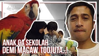 DEMI BELI MACAW 100JUTA RELA ANAK GA SEKOLAH [upl. by Chill]