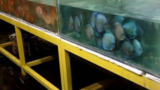 Lucky Tropical Fish Farm 1111 002 [upl. by Abbi]