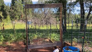 New trellises and planting tomatillo and watermelon in the garden 🪴 [upl. by Sabian]