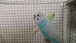 Pairing of Dilute and Clearwing Budgies budgies rainbowbudgies breeding [upl. by Halyhs572]