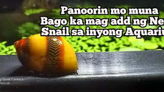 Nerite Snail Pros and Cons Bakit mahalaga sa Eco System ng Aquarium [upl. by Kcirdahc39]