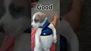 My dog dance is so cute give him a like [upl. by Drareg]