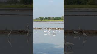 Migratory birds mga ibon sa Bukid [upl. by Domini955]