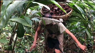 Cardamom harvesting in our villageCardamom Farming in Rural Nepal [upl. by Rese]