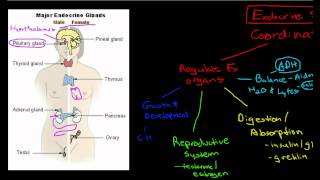 Introduction to the Endocrine System [upl. by Davy517]