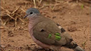 Emeraldspotted Wood Dove call [upl. by Ahsiri428]