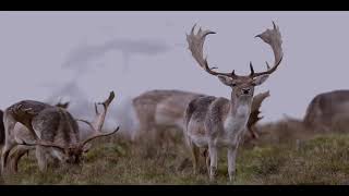 Petworth Park Deer January 2024 [upl. by Omissam]