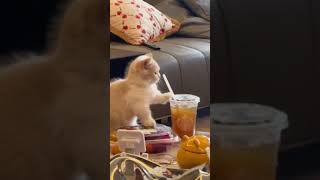 the way cats drink 😃😃 [upl. by Hiller]