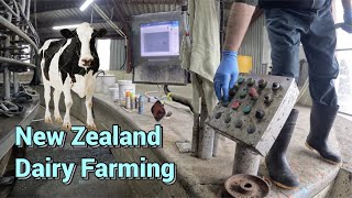 New Zealand Dairy Farming Milking Process  Filmed in 4K [upl. by Timmi]