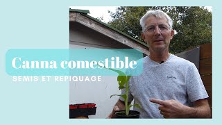 Semis et repiquage de cannas comestibles Canna edulis  Monjardindansleslandes [upl. by Sjoberg924]