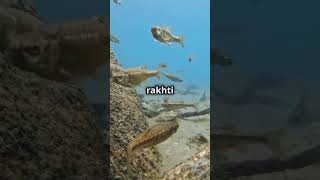 Facts about electric fish 😧shorts facts top10factsthatblowyourmind [upl. by Enitsirc831]