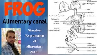 Digestive system of frog  alimentary canal of frog  anatomy [upl. by Cecil]