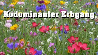 Kodominanter Erbgang schnell erklärt [upl. by Tove]