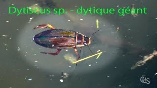 Dytiscus sp  dytique géant [upl. by Chlores94]