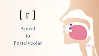 r̠  voiced apical postalveolar trill [upl. by Nonnahsal]